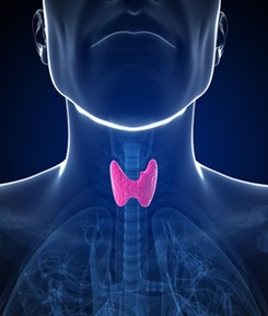 p11-thyroid-gland-in-pink-on-black-background-123rf-open-use