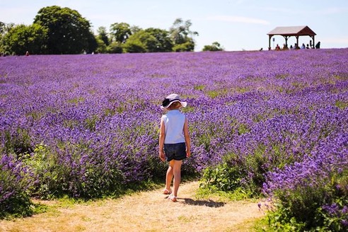 mayfield-lavender-farm