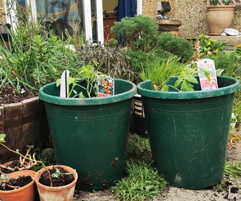 Tomatoes in pots